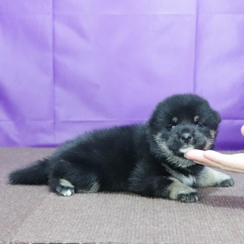 販売中の愛知県の柴犬-402734の12枚目